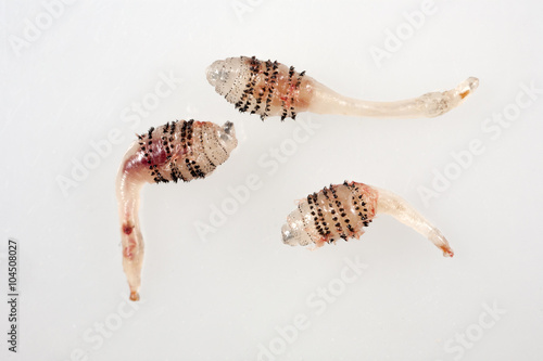 Human botfly larva - Dermatobia hominis photo