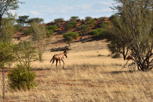 African wildlife  Namibia