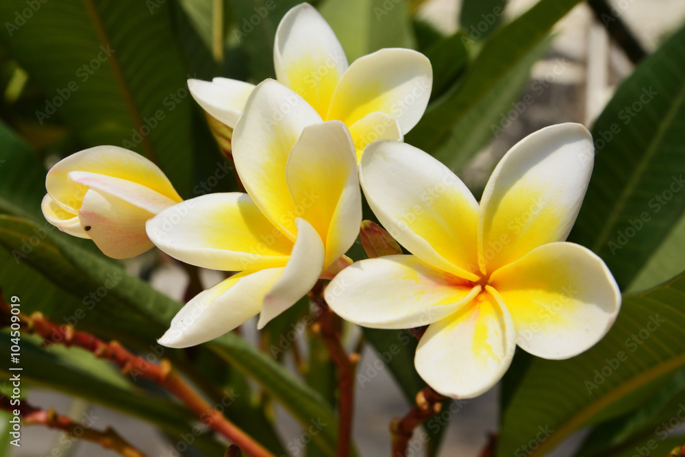 Obraz premium A branch with yellow frangipani flowers