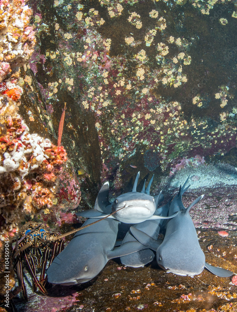 Obraz premium White tip reef sharks