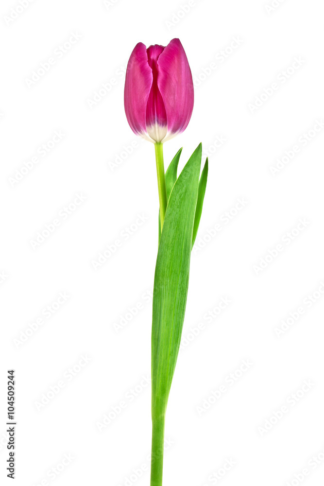 Tulip flower isolated on white background