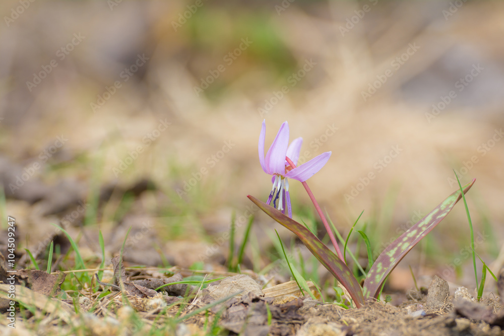 Hunds-Zahnlilie im Gebirge am Lago Maggiore, Italien