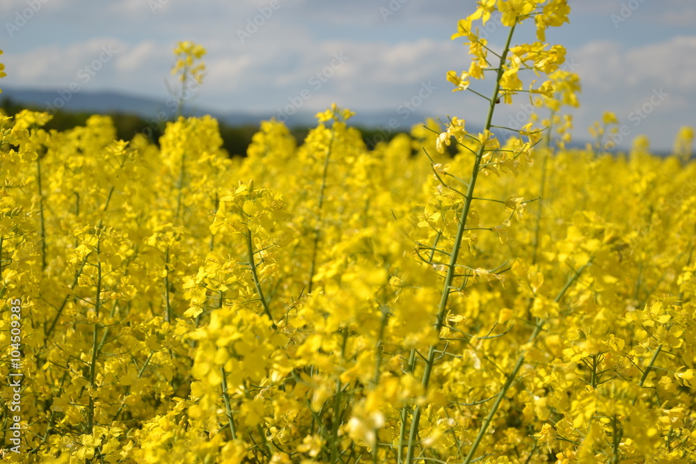 Field of yellow flowering oilseed rape isolated on a cloudy blue sky in springtime (Brassica napus), Blooming canola, rapeseed plant landscape. Slovakia Field of yellow flowering oilseed rape isolated on a cloudy blue sky in springtime (Brassica napus), Blooming canola, rapeseed plant landscape. Slovakia
