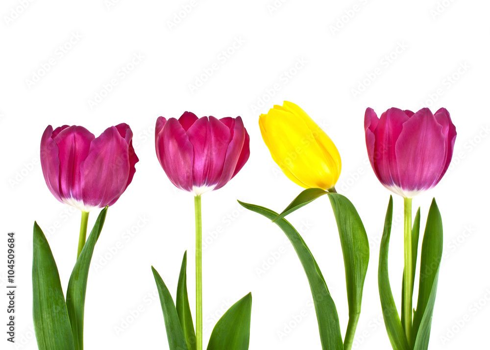Tulip flowers isolated on white background