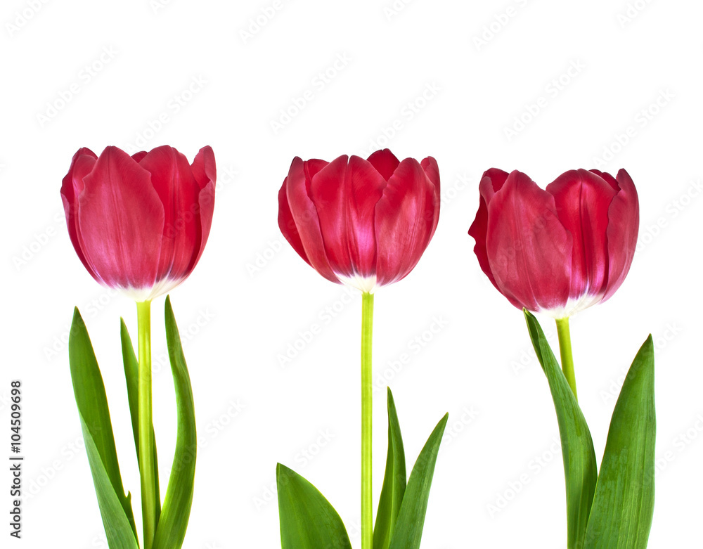 Tulip flowers isolated on white background Tulip flowers isolated on white background