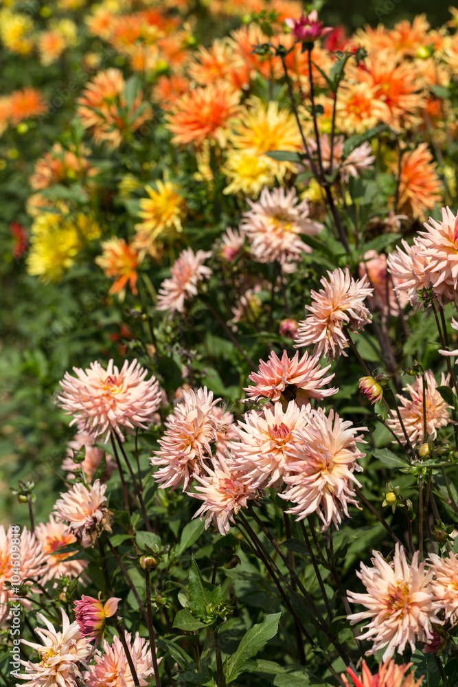 Close up of colorful dahlia flower in garden Close up of colorful dahlia flower in garden