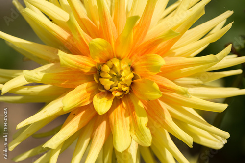 Close up of yellow  dahlia flowers in garden