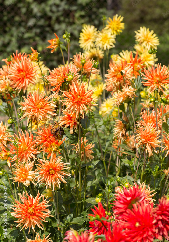 Close up of colorful dahlia flower in garden Close up of colorful dahlia flower in garden