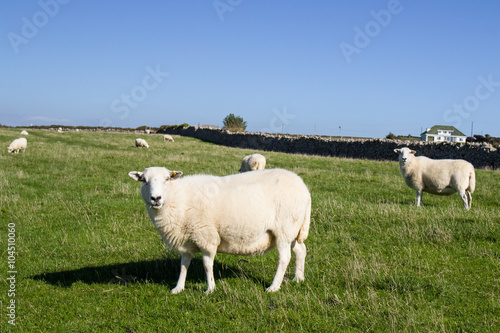 Sheeps. Walk from Rhossili Bay to Port Eynon, Gower Peninsula (Wales Coast Path)