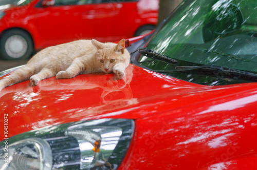 猫