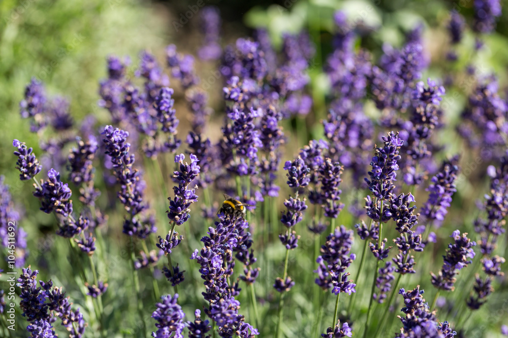 Naklejka premium Garden with the flourishing lavender
