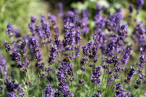 Garden with the flourishing lavender