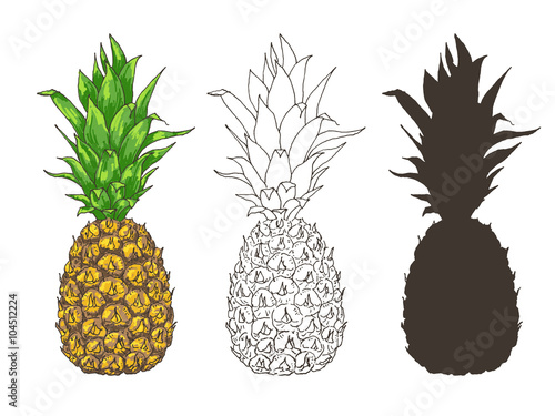 Vector pineapple illustrations set, hand drawn ananas sketch in color, outlines and silhouette