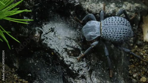 Blue Death Feigning Beetle crawling on a rock..