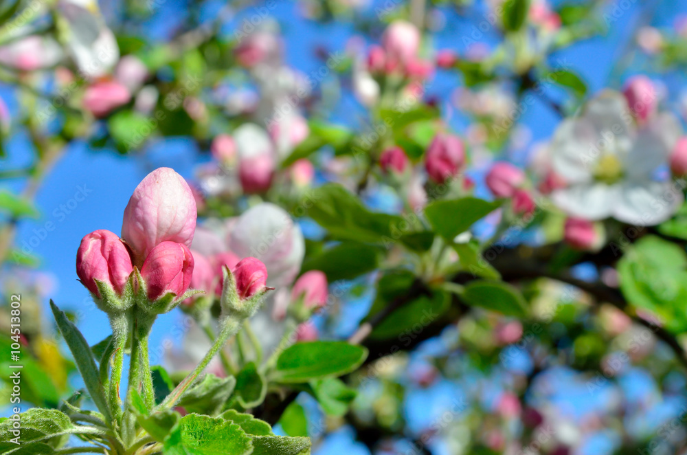 Fototapeta premium Young apple-tree flowers in the spring garden