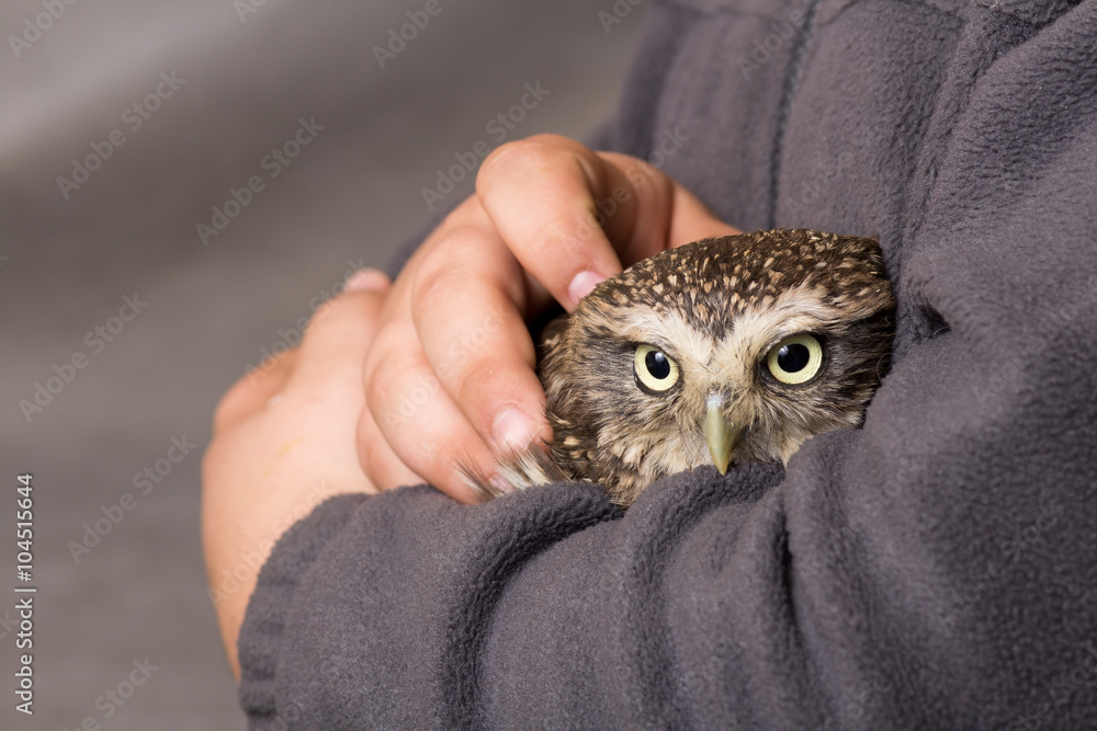 Obraz premium Funny tamed howlet in the hands of a child, wild, night owl