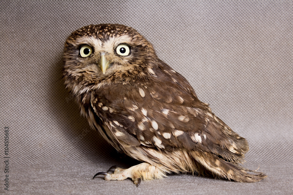 Fototapeta premium Beautiful domestication owl, wild owl, night owl