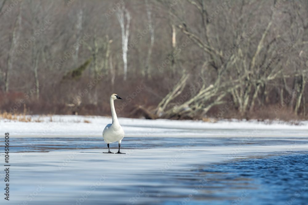A trumpeter swan, Cygnus buccinator, stands on a thin ice sheet in the Teal river; northern Wisconsin.