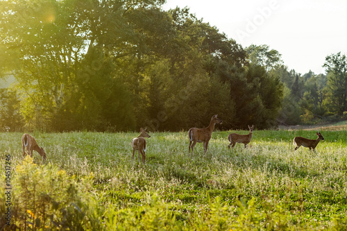 A female white-tailed deer, Odocoileus virginianus, stands in a field with four spotted fawns.