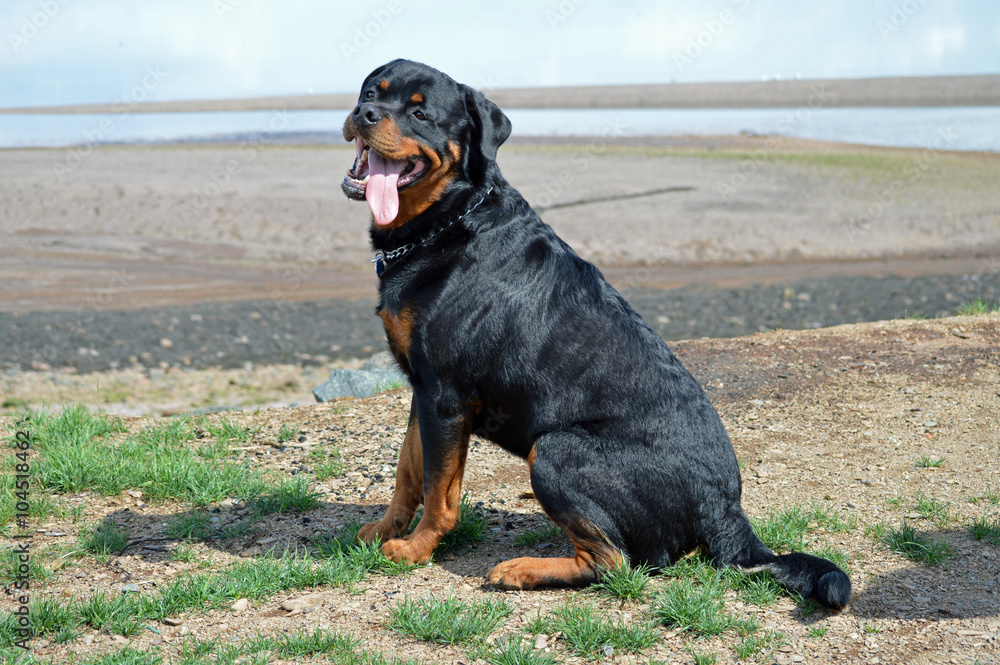 Beautiful full body of a young Rottweiler sitting on the shoreline looking at his master with his tongue hanging out.