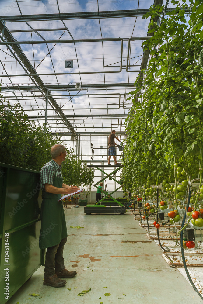 Set in a greenhouse tomato
