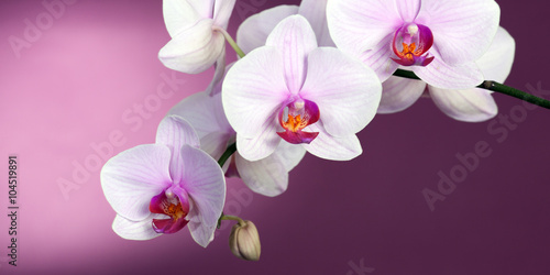 Orchid on purple