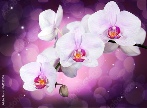 Fototapeta Naklejka Na Ścianę i Meble -  Orchid on purple