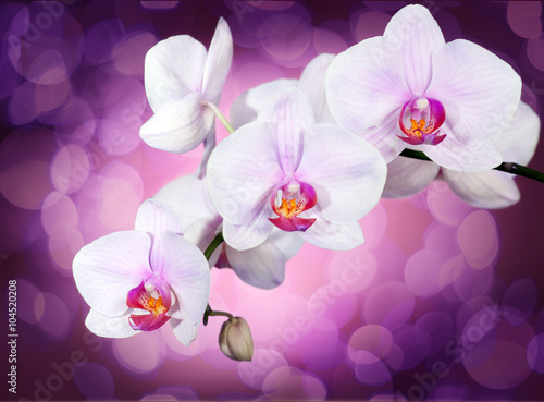 Orchid on purple