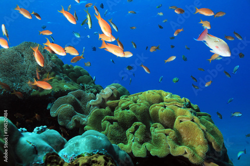 Fototapeta Naklejka Na Ścianę i Meble -  Fish Over Colorful Coral Reef at Crystal Bay, Nusa Penida. Bali, Indonesia