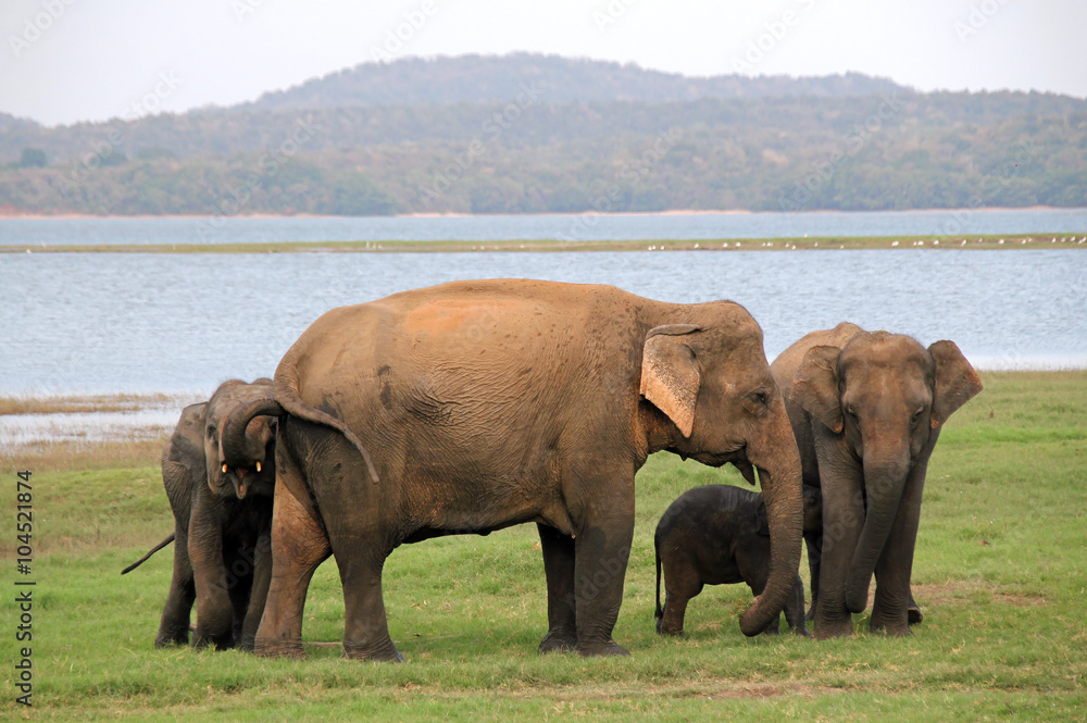Naklejka premium Lankesian Elephant Family (Elephas Maximus Maximus), Minneriya National Park, Sri Lanka