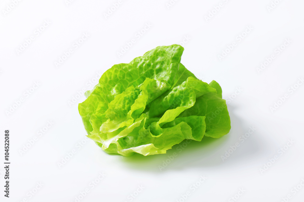 Fresh lettuce Fresh lettuce