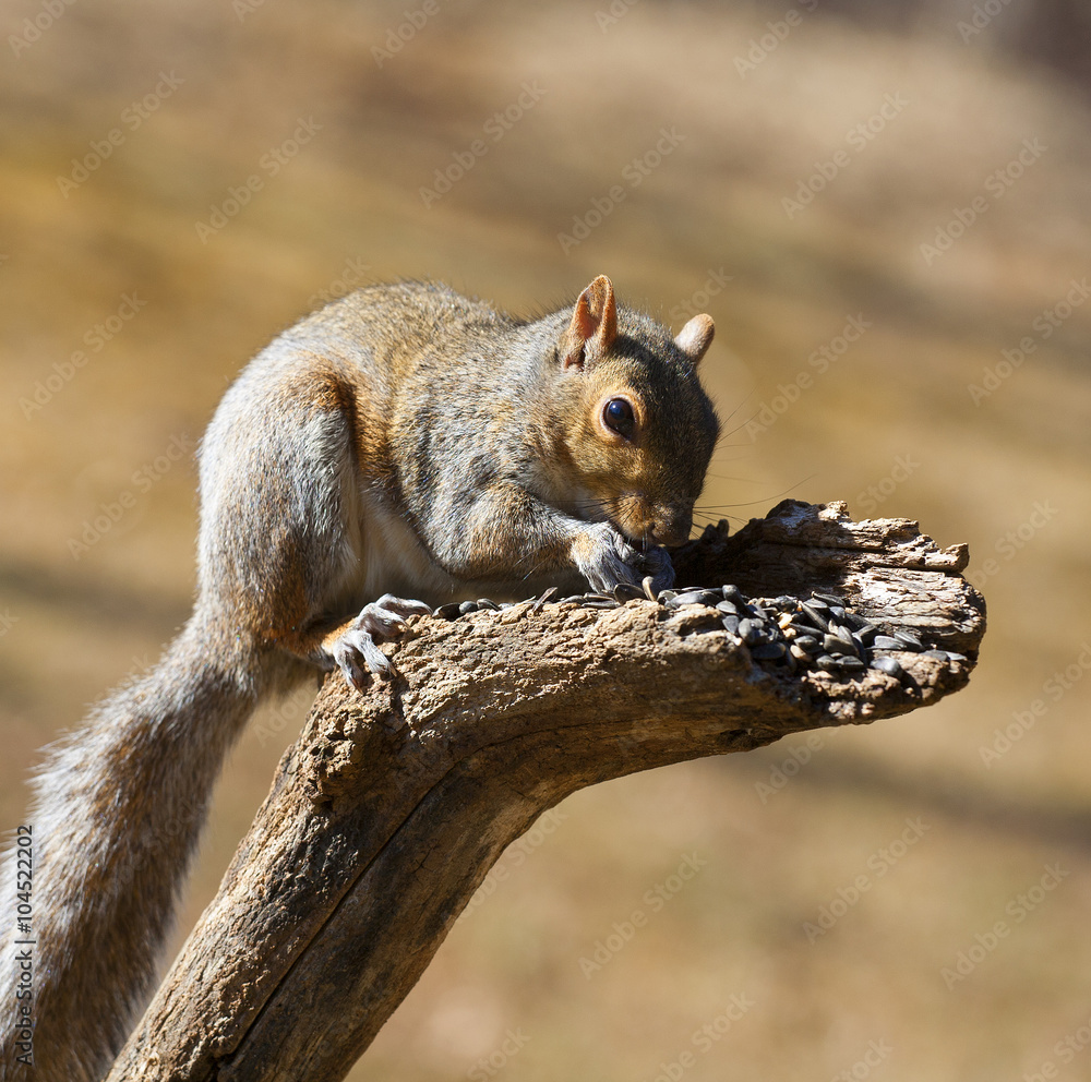 Squirrel Squirrel
