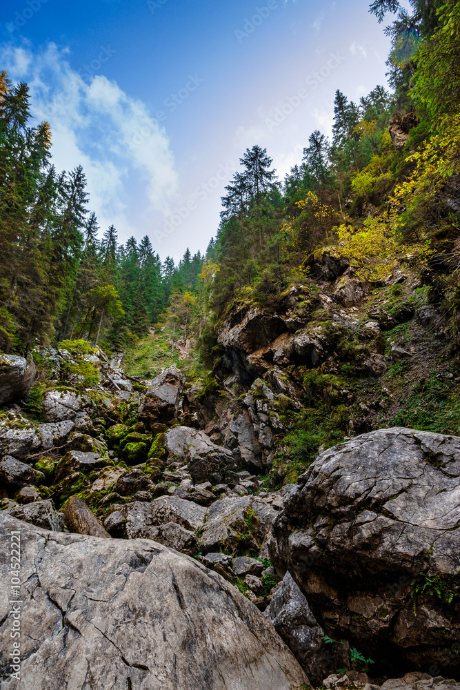 coniferous forest on a  rocky hillseide of mountain