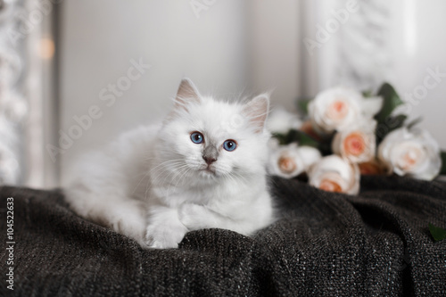 Ragdoll blue point little kitten photo