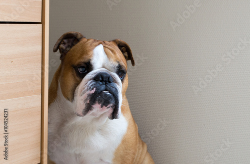 Serious and calm adult English bulldog © santa1604