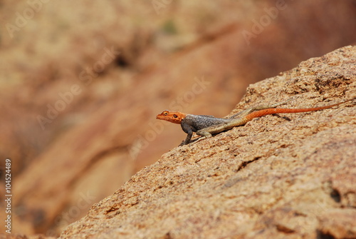 Agama lizzard