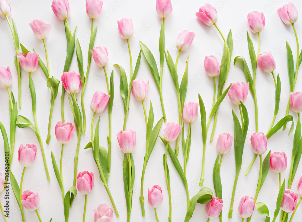 Obraz premium fresh spring pink tulips on white background