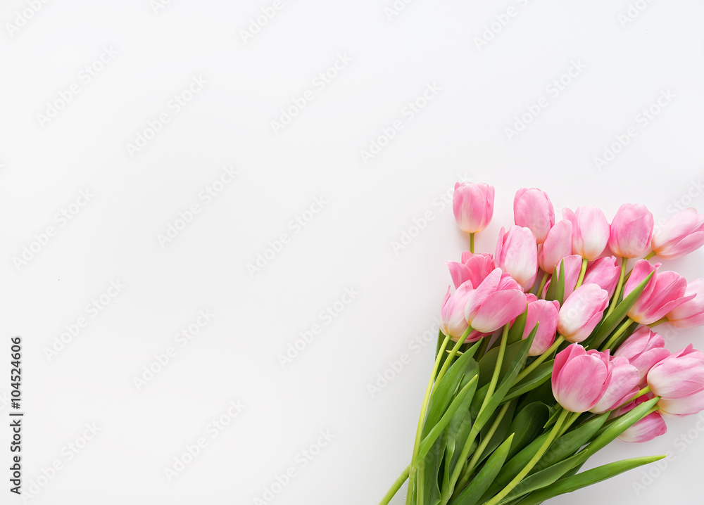 Fototapeta premium fresh spring pink tulips on white background