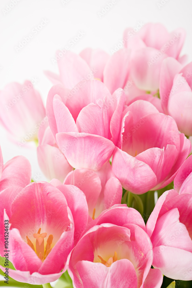 fresh spring pink tulips on white background fresh spring pink tulips on white background