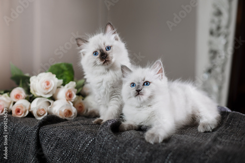 Ragdoll blue point little kitten photo