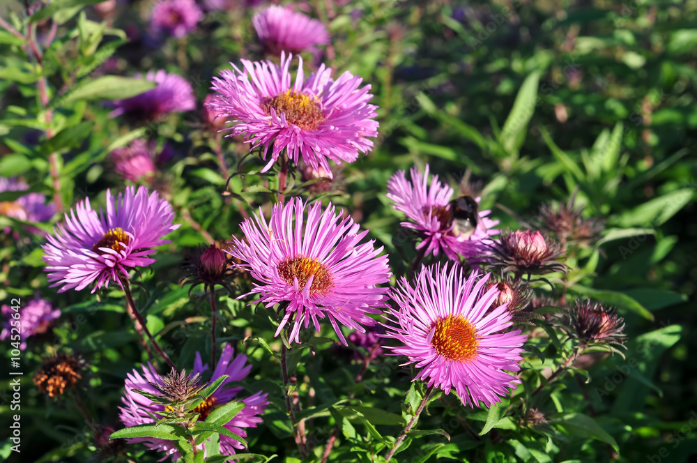 Beautiful violet aster flowers Beautiful violet aster flowers