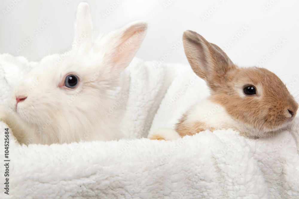 Naklejka premium two white and ginger fluffy rabbits