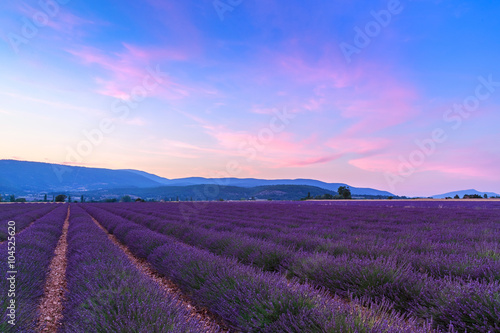 Beautiful landscape of lavender fields at sunset near Sault