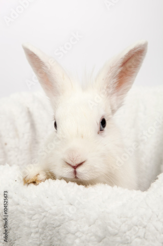 white fluffy rabbit
