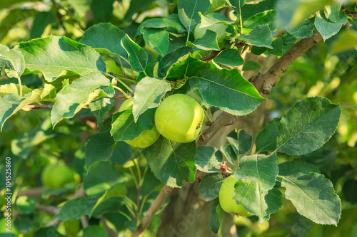 Fresh ripe green apples on tree