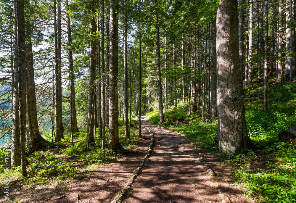 Hiking path in the beautiful forest of Black Lake Hiking path in the beautiful forest of Black Lake