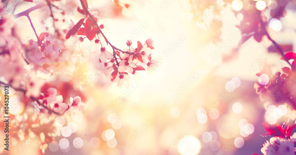 Fototapeta Piękna wiosny natury scena z różowym kwitnącym drzewem