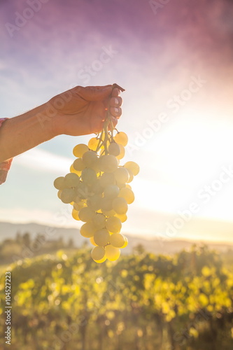 grape harvest 

 photo