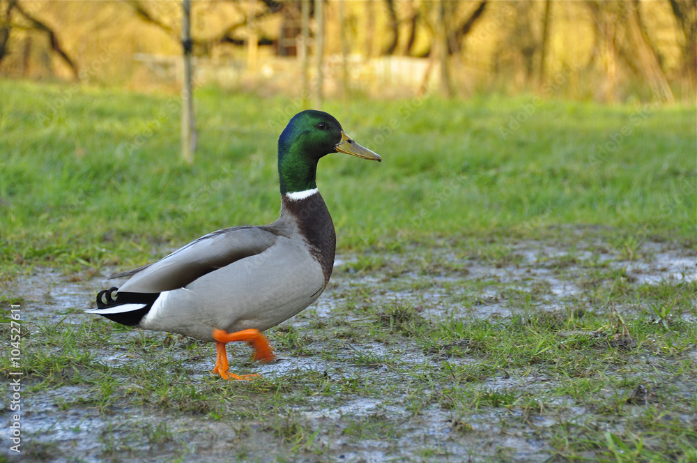 Canard barboteur dans une flaque Canard barboteur dans une flaque