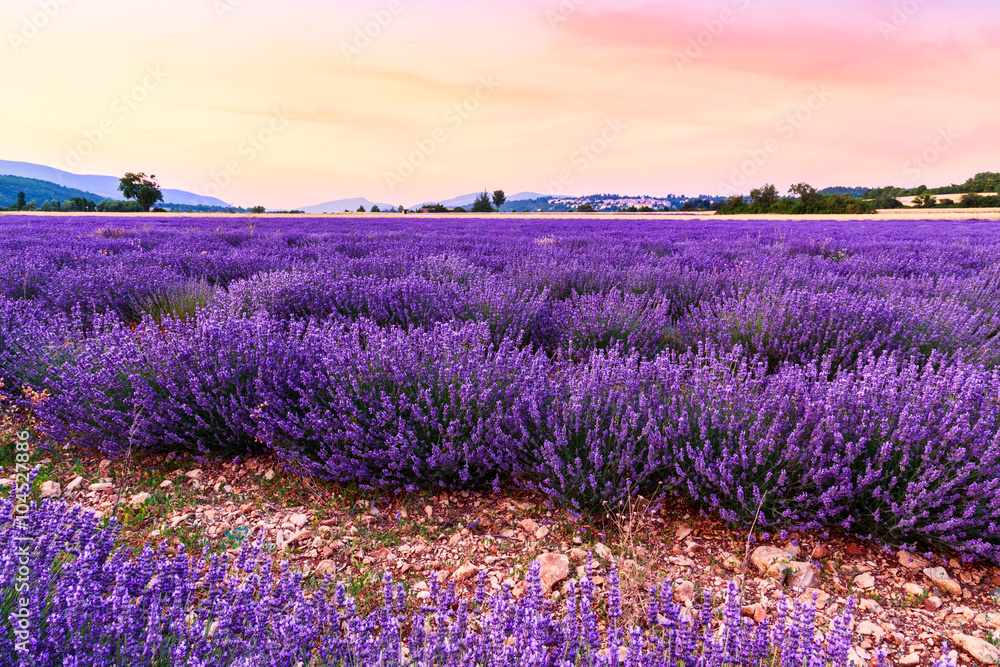 Naklejka premium Piękny krajobraz pól lawendy o zachodzie słońca w pobliżu Sault